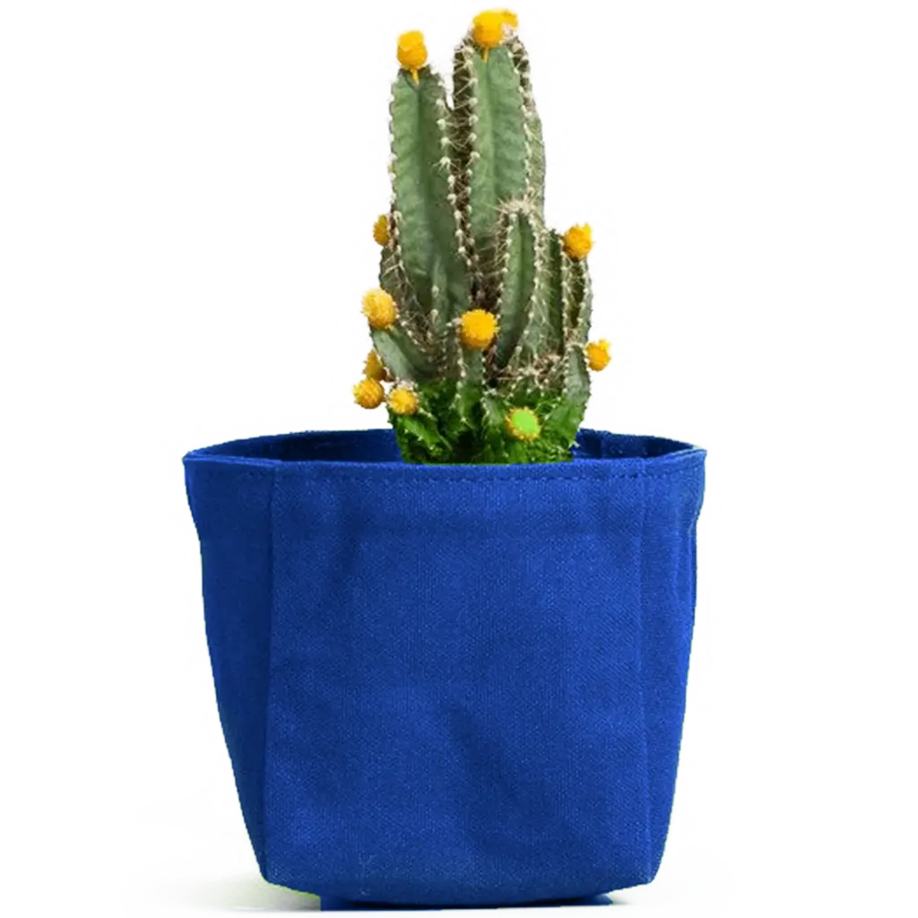 Cactus illustration representing resilience